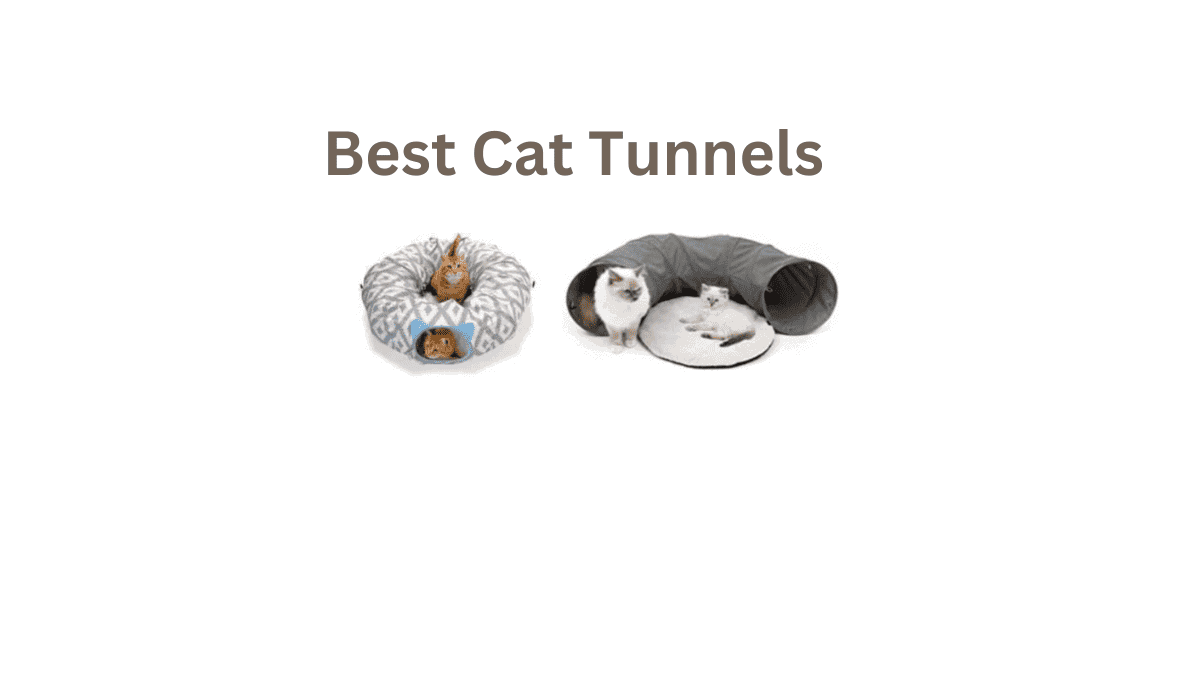 Feline Paradise Explore the Best Cat Tunnels of 2024