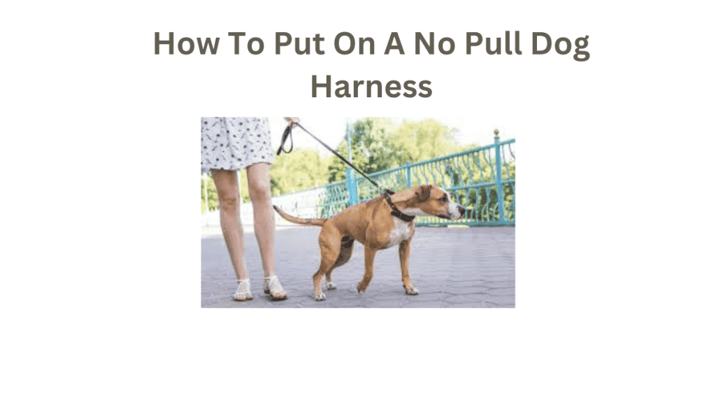 How To Put On A No Pull Dog Harness